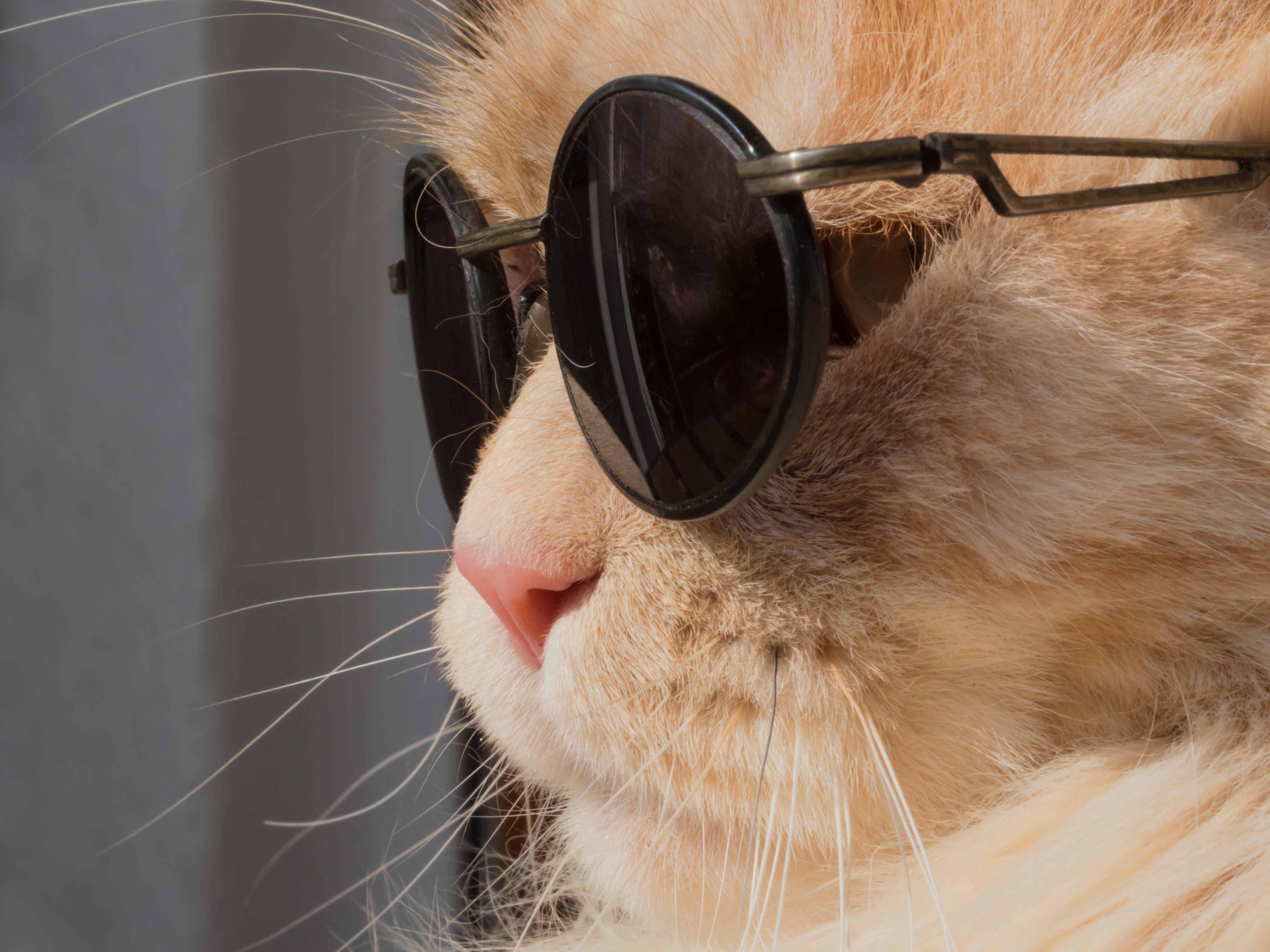 Cat with Sunglasses Wallpapers Top Free Cat with Sunglasses