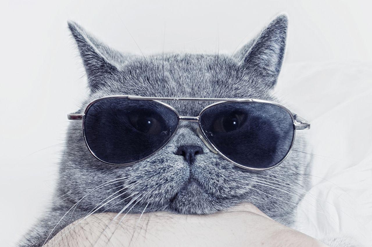 Cat with Sunglasses Wallpapers Top Free Cat with Sunglasses