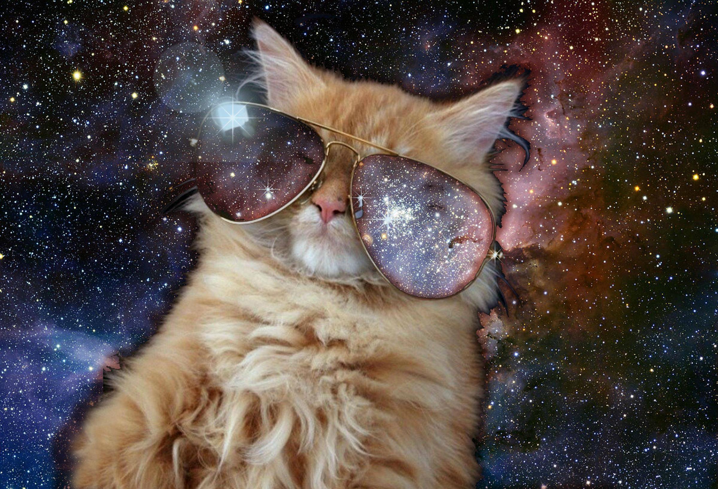 Cat with Sunglasses Wallpapers Top Free Cat with Sunglasses