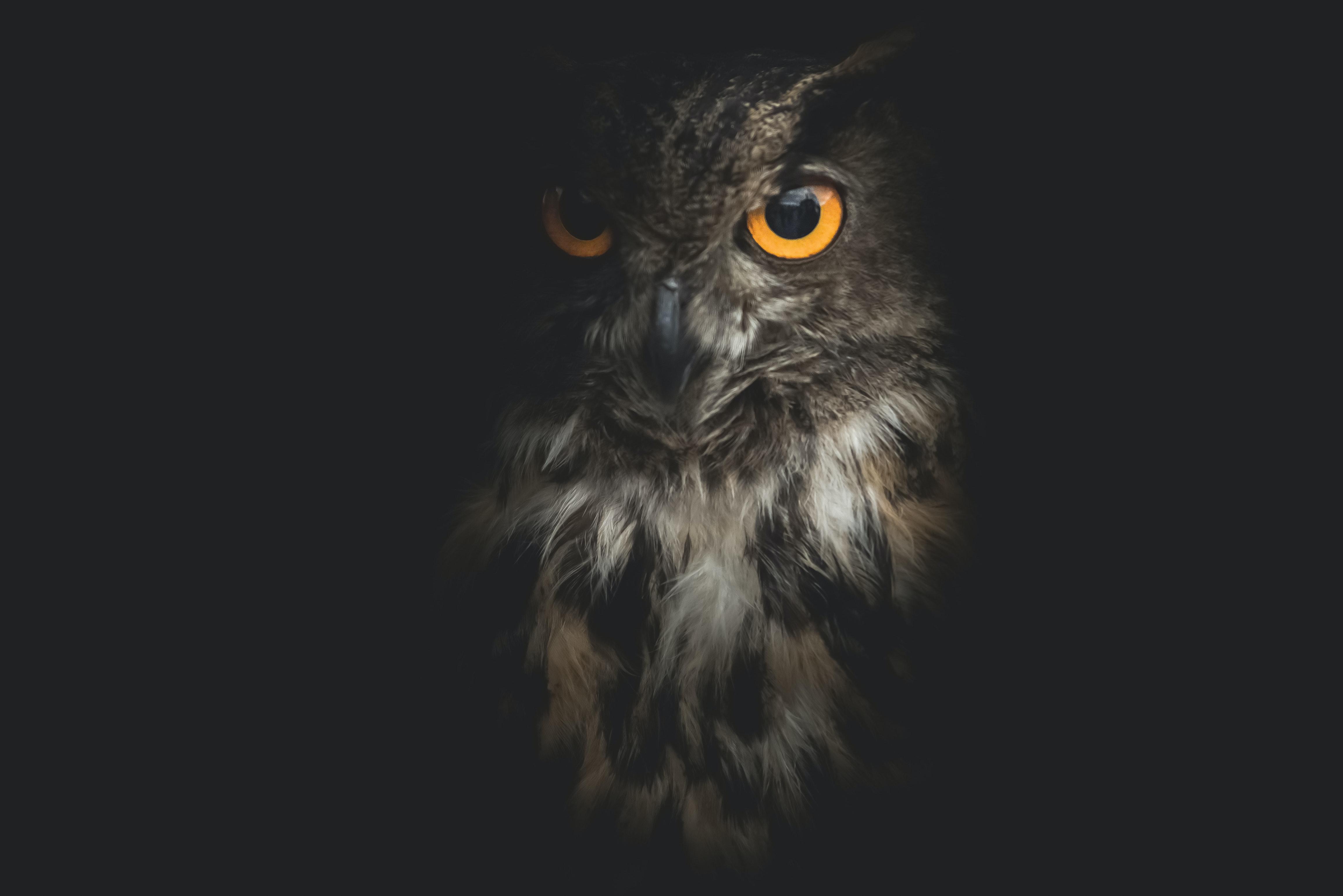 Burung Hantu Wallpapers - Top Free Burung Hantu Backgrounds - Wallpaperaccess 3083_X_4618_jpg