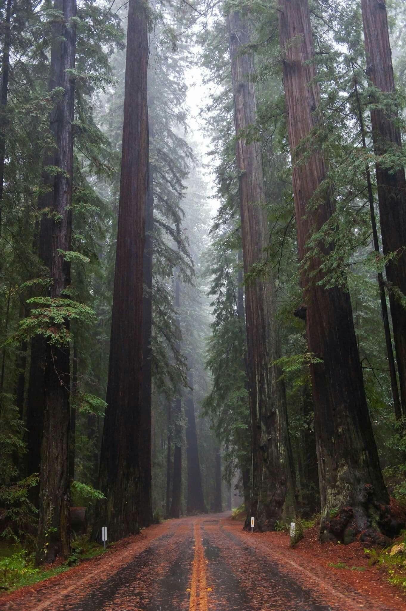 California Redwoods Wallpapers Top Free California Redwoods