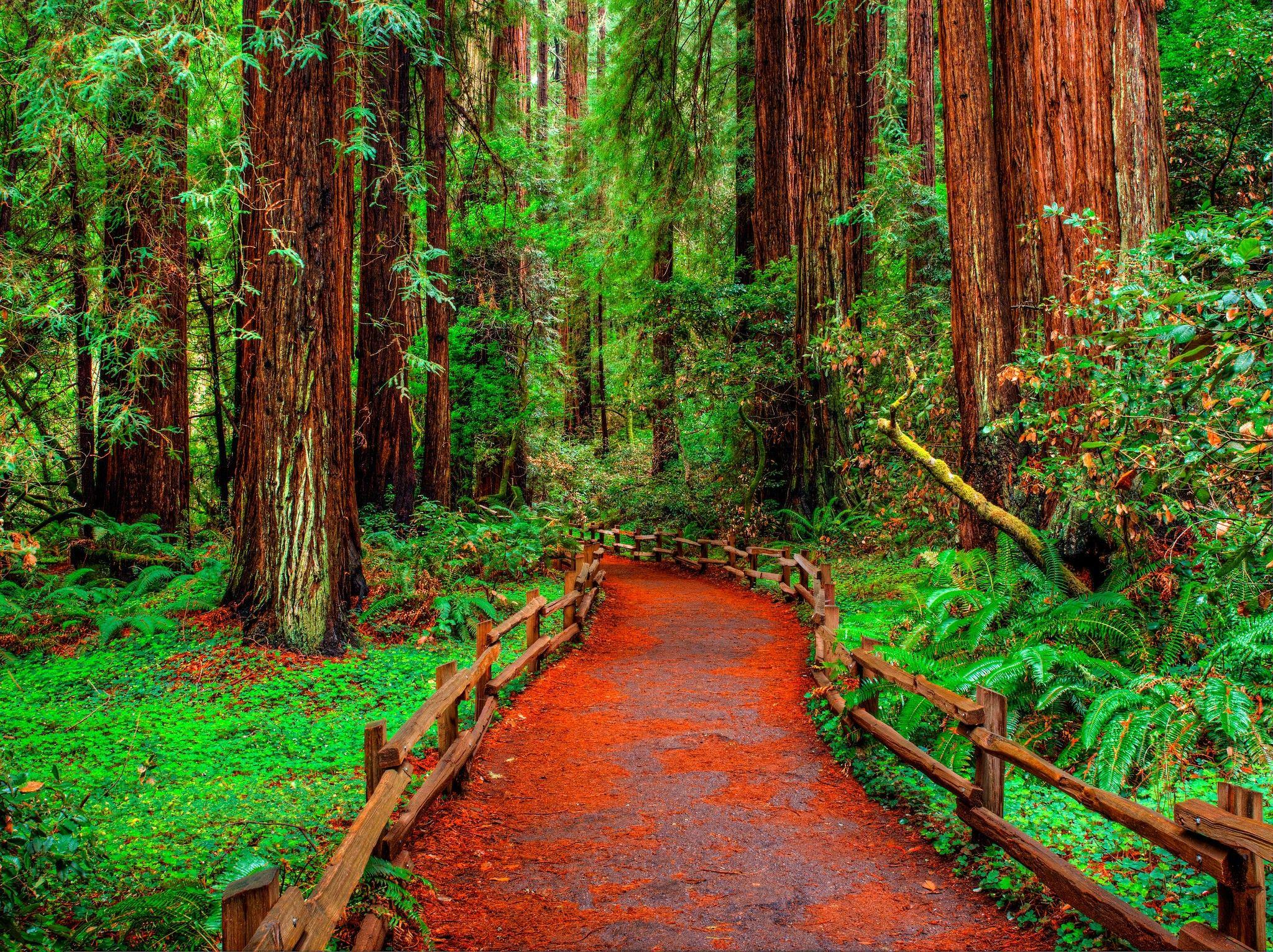 California Redwoods Wallpapers Top Free California Redwoods