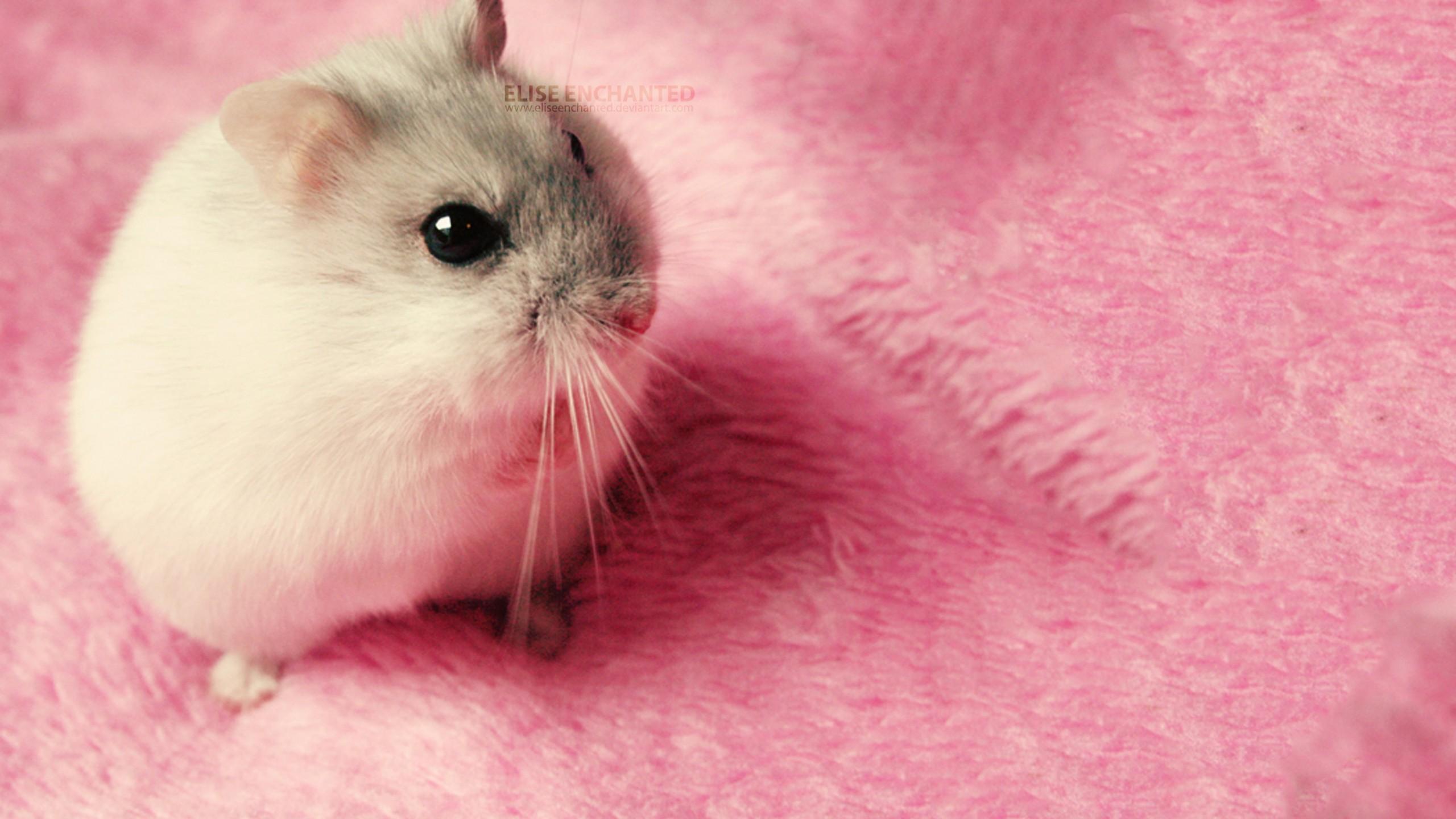 Cute Mouse Wallpapers Top Free Cute Mouse Backgrounds WallpaperAccess