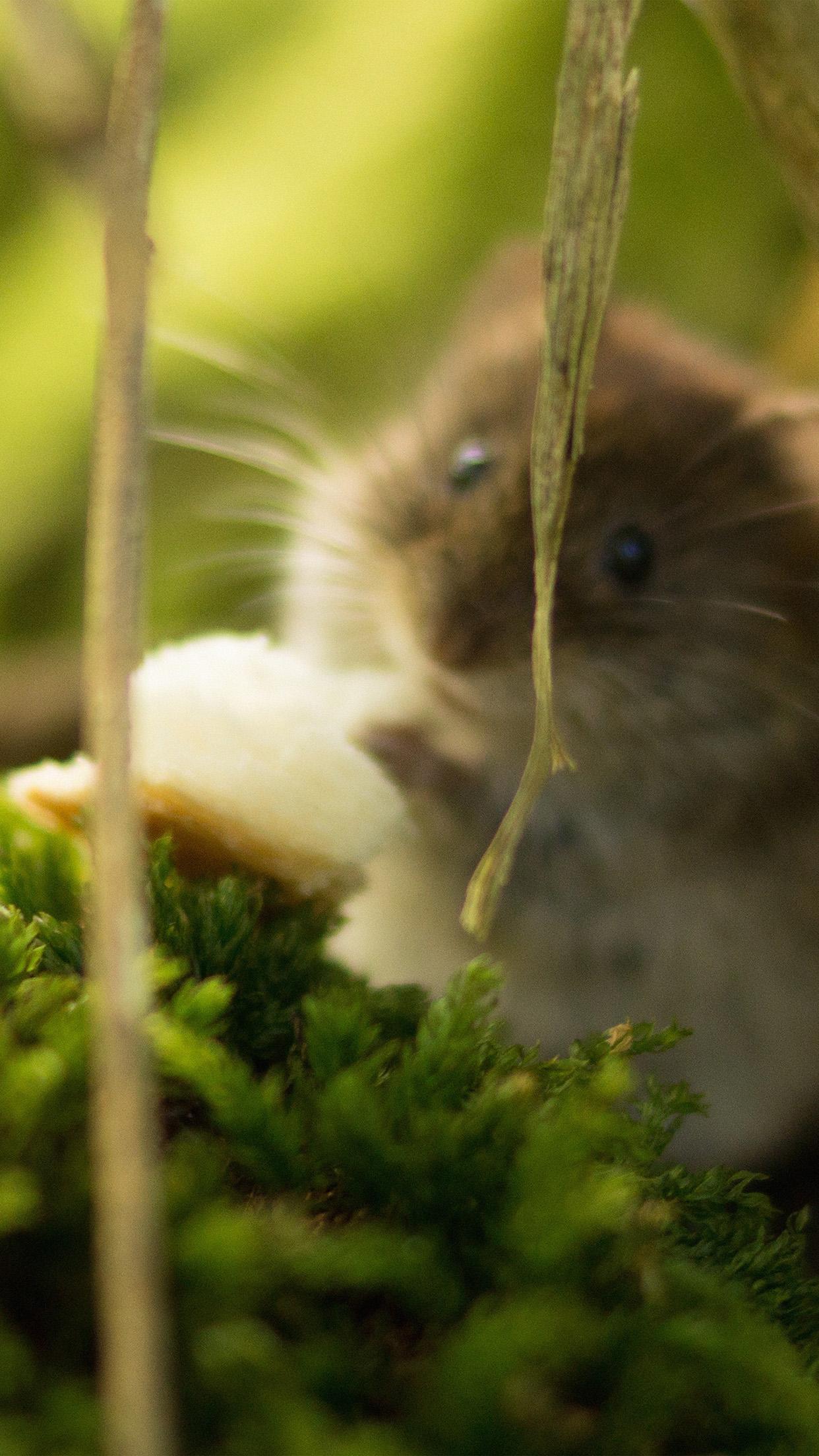 Cute Mouse Wallpapers Top Free Cute Mouse Backgrounds WallpaperAccess