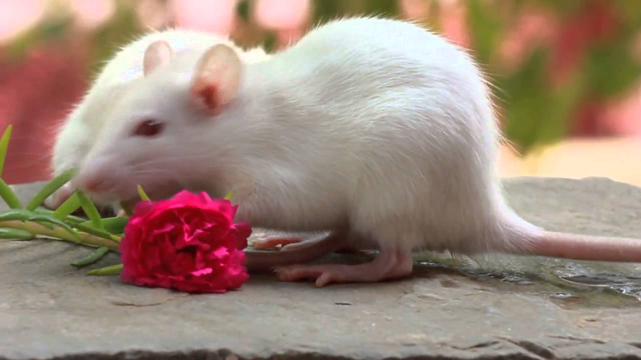 Cute Mouse Wallpapers Top Free Cute Mouse Backgrounds WallpaperAccess