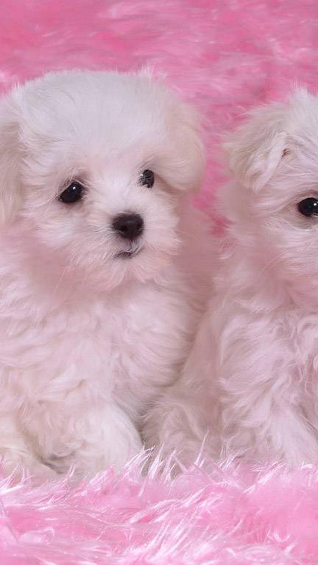 Cute Puppy Phone Wallpapers Top Free Cute Puppy Phone Backgrounds