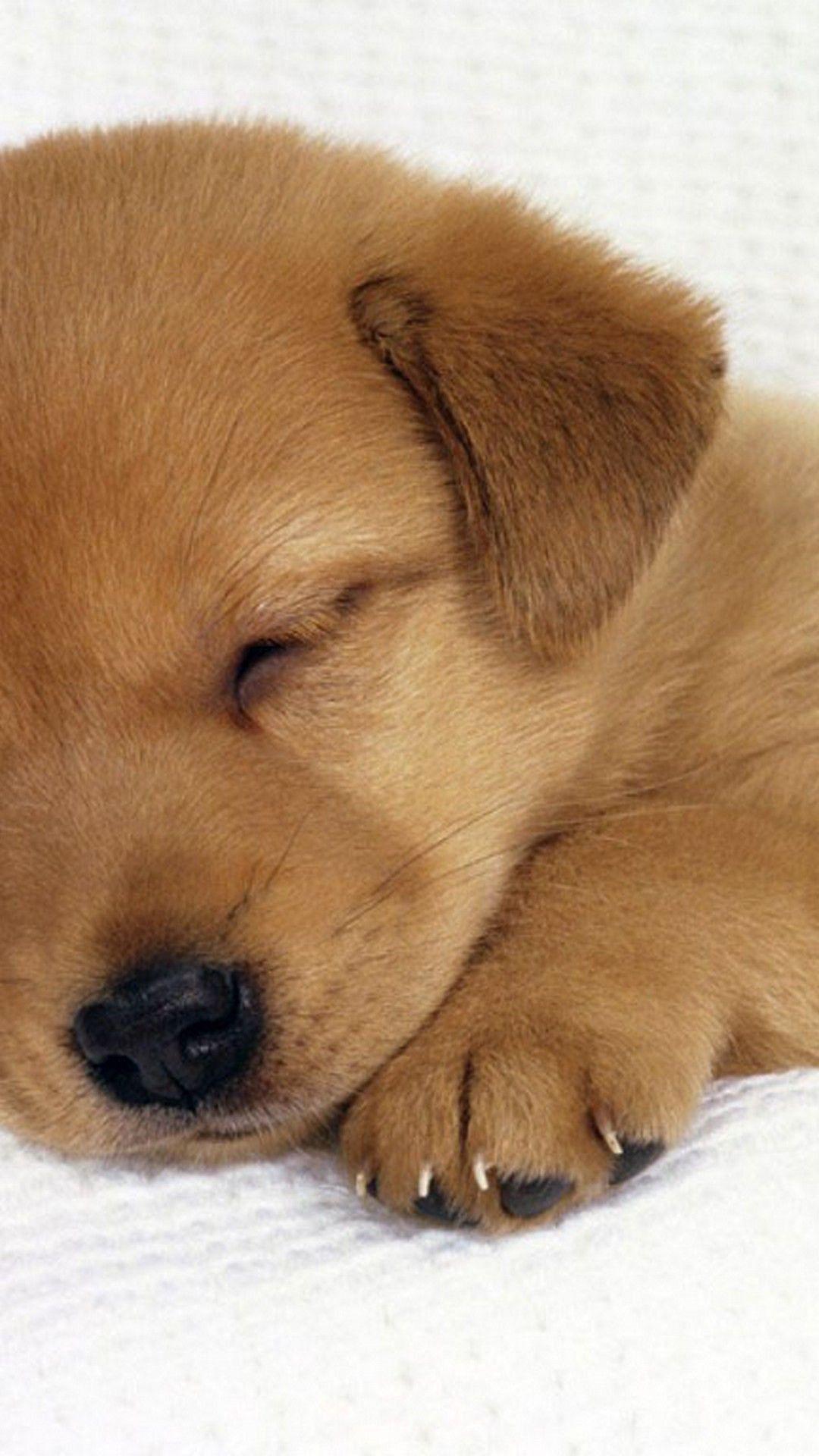 Cute Puppy Phone Wallpapers Top Free Cute Puppy Phone Backgrounds