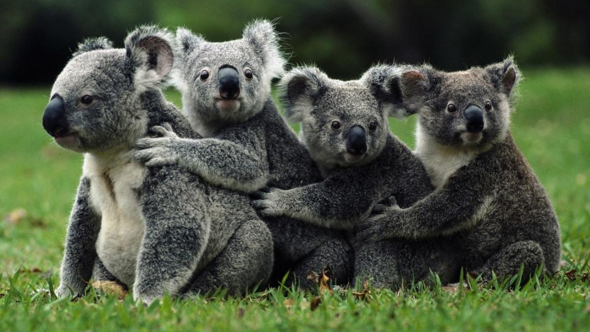 Koala Aesthetic Wallpapers Top Free Koala Aesthetic Backgrounds