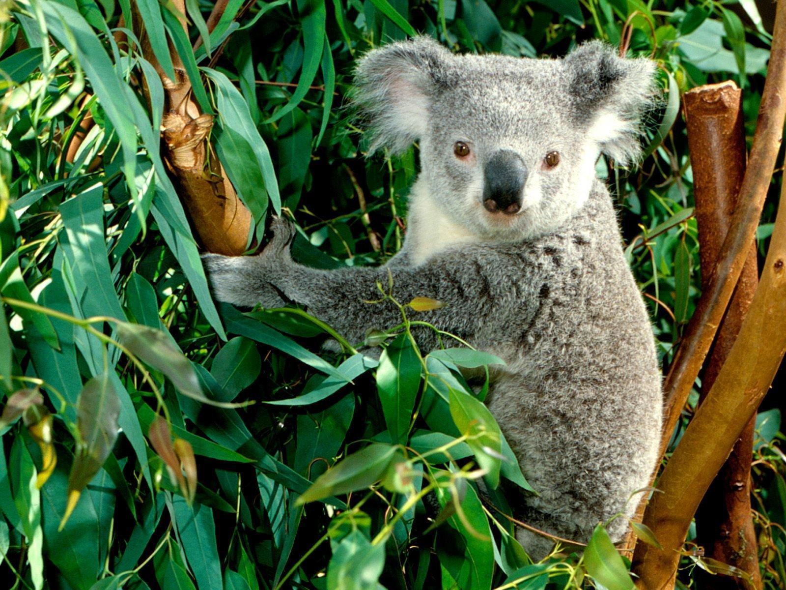 Koala Aesthetic Wallpapers Top Free Koala Aesthetic Backgrounds