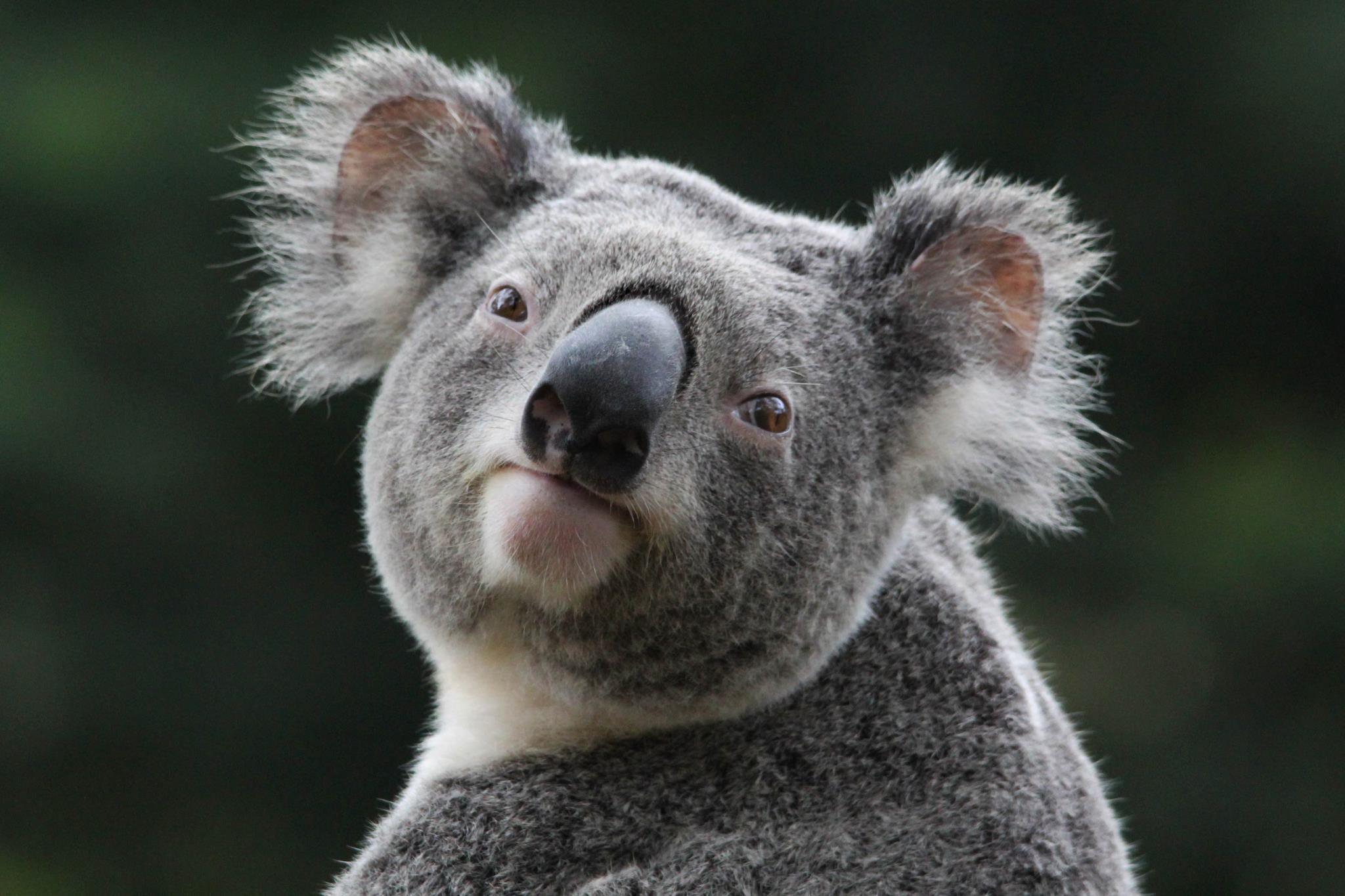 Koala Aesthetic Wallpapers Top Free Koala Aesthetic Backgrounds