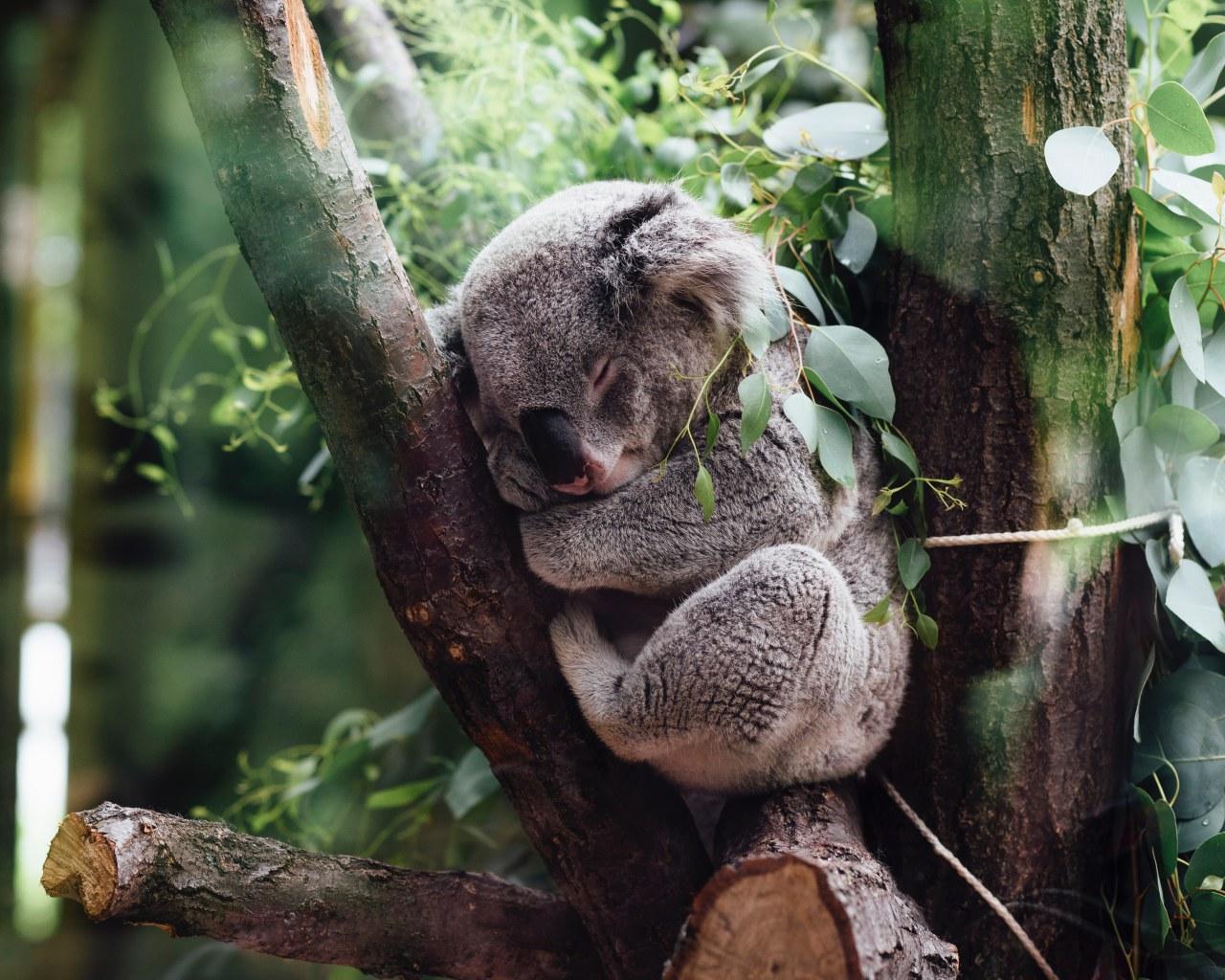 Koala Aesthetic Wallpapers Top Free Koala Aesthetic Backgrounds