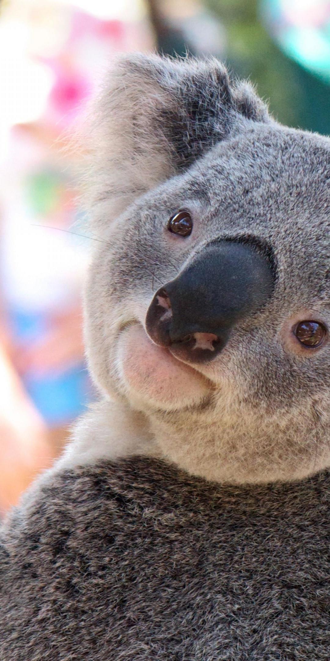 Koala Aesthetic Wallpapers Top Free Koala Aesthetic Backgrounds