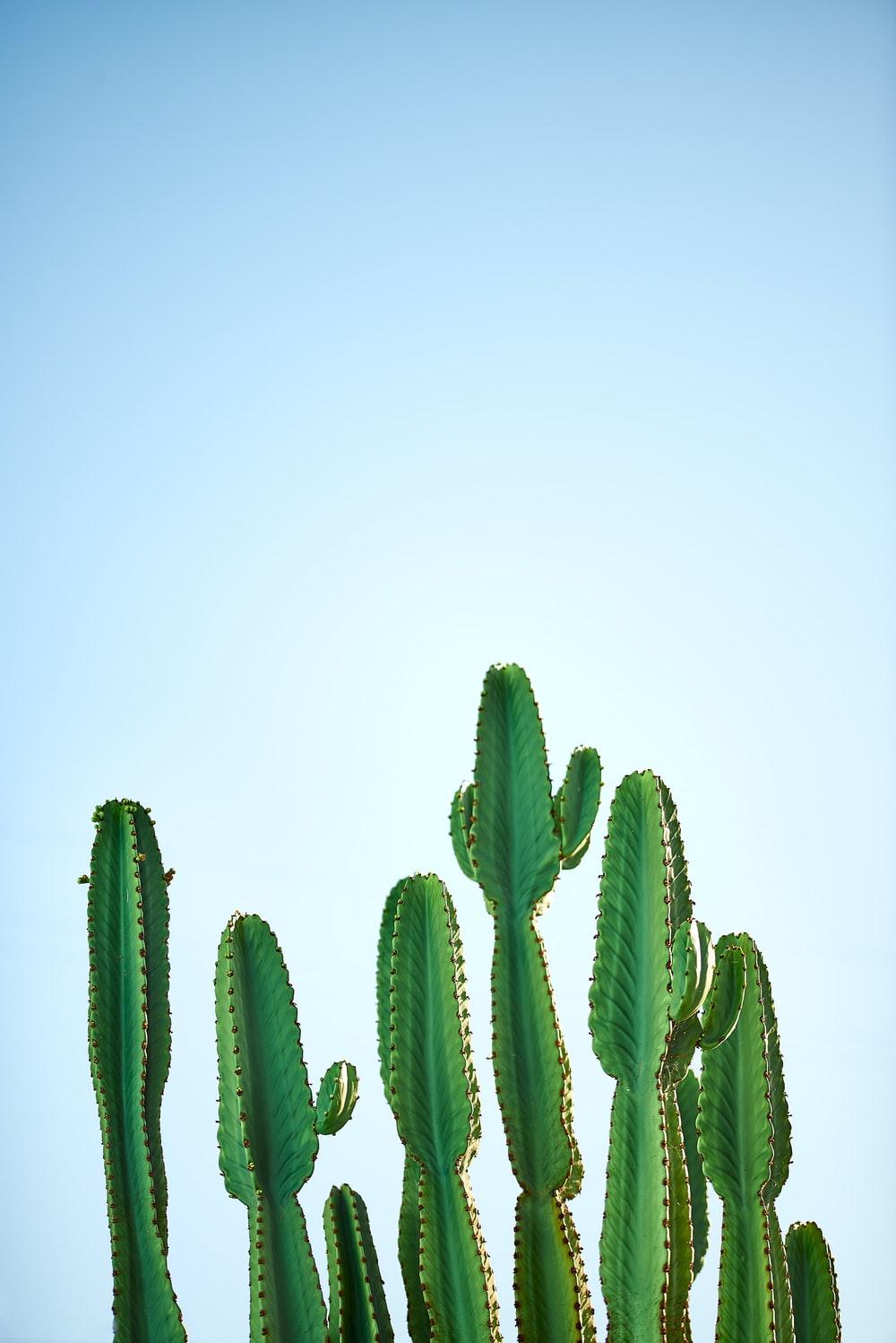 Green Cactus Wallpapers Top Free Green Cactus Backgrounds