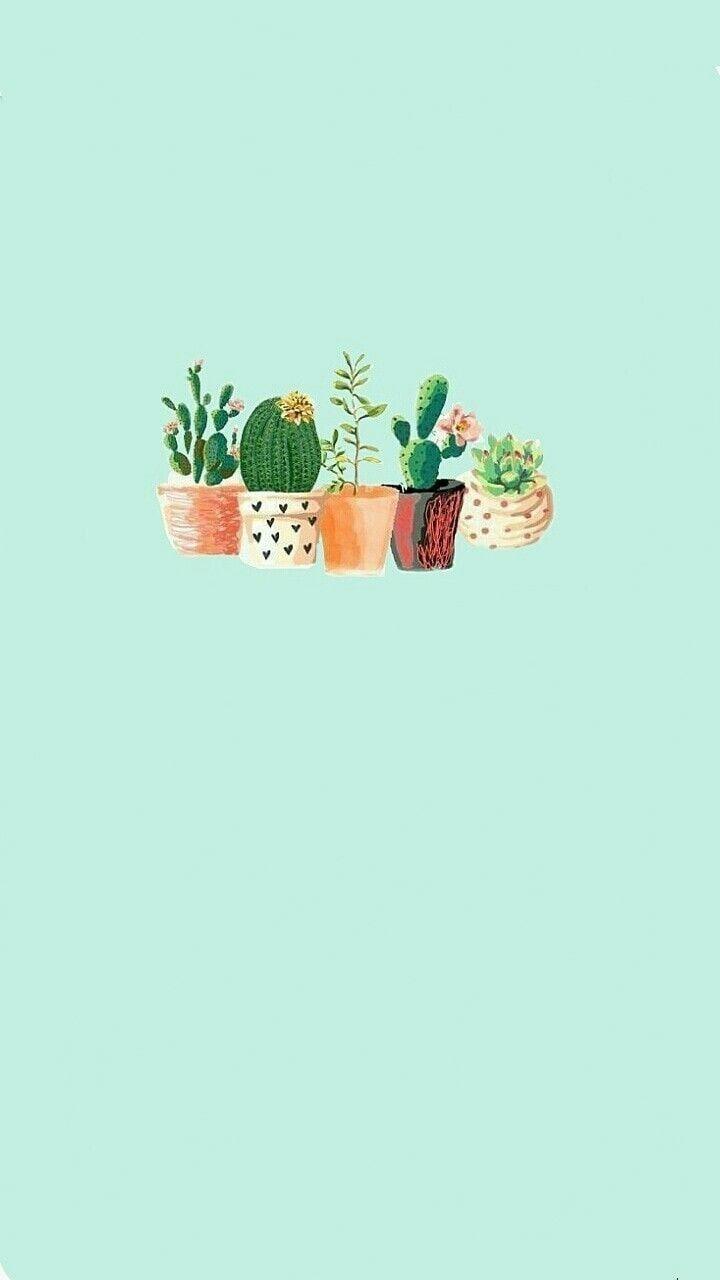 Green Cactus Wallpapers Top Free Green Cactus Backgrounds