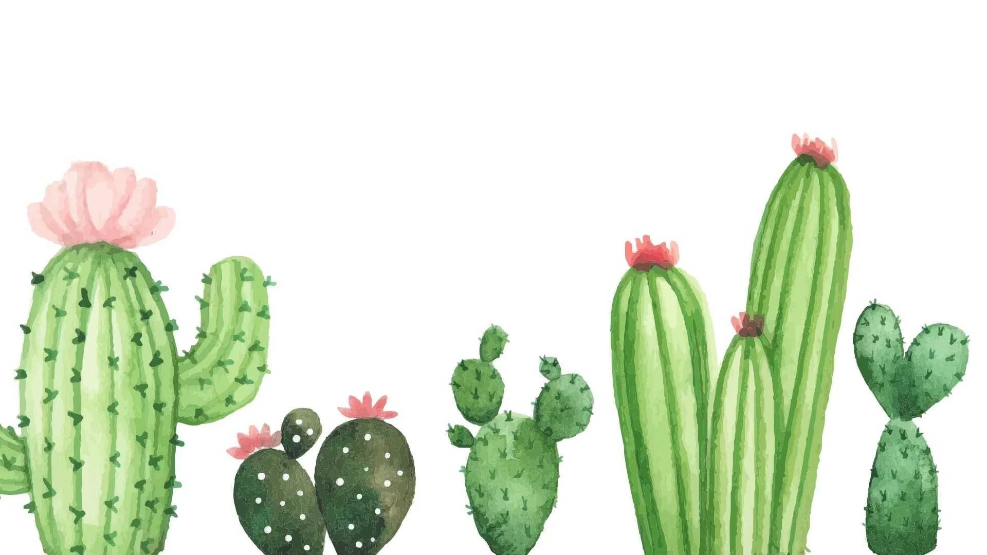 Green Cactus Wallpapers Top Free Green Cactus Backgrounds