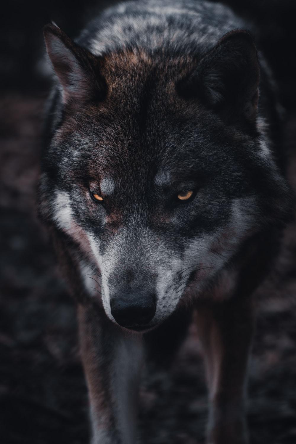 8K Wolf Wallpapers Top Free 8K Wolf Backgrounds WallpaperAccess