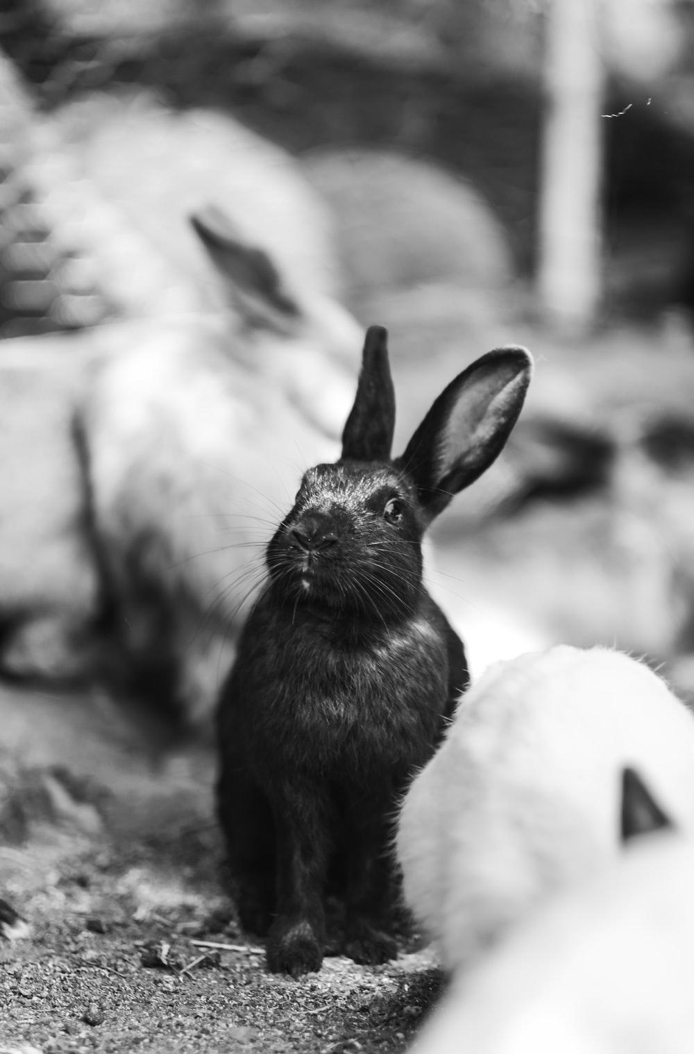 Black and White Bunny Wallpapers Top Free Black and White Bunny Backgrounds WallpaperAccess
