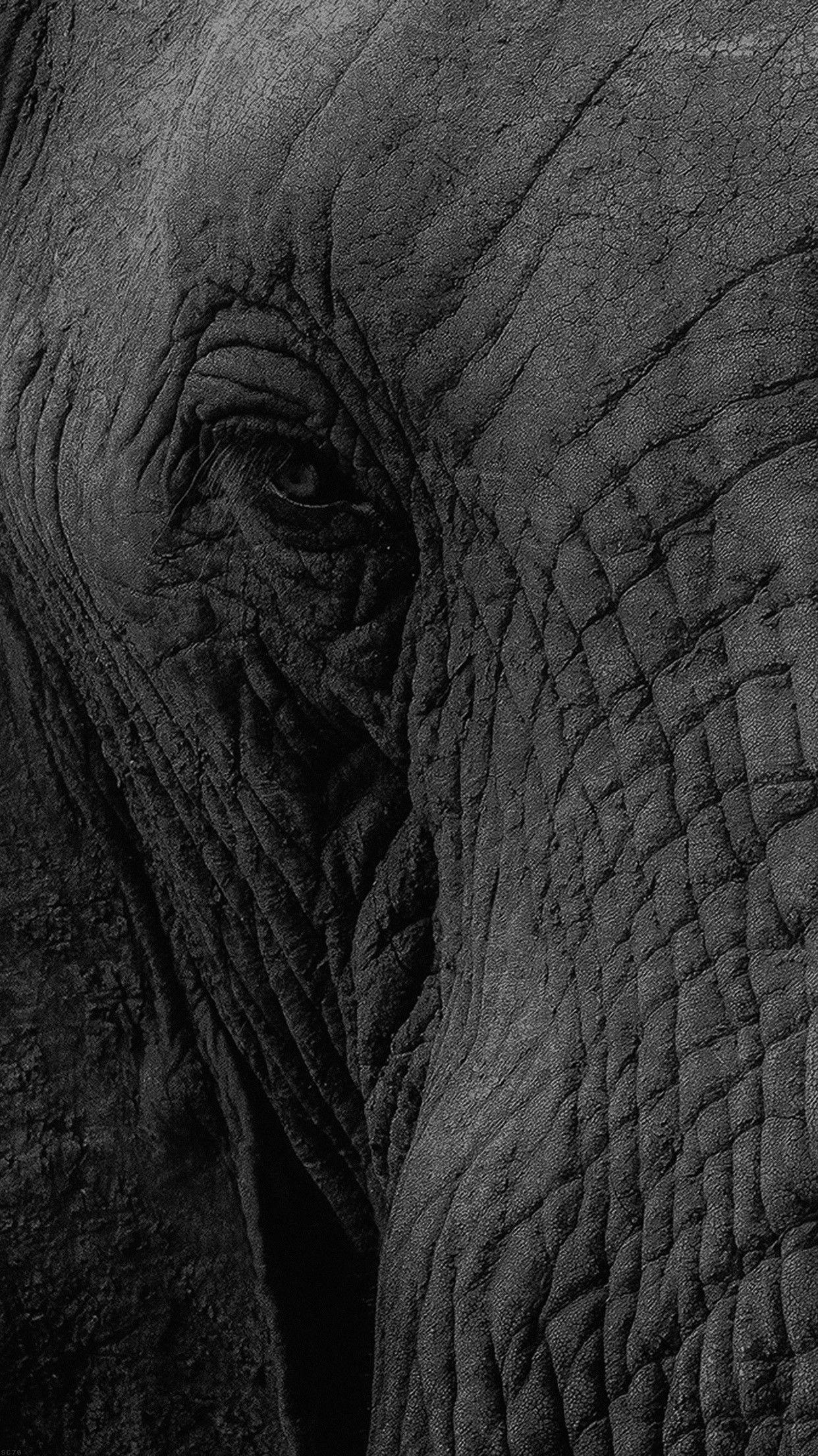 Elephant Phone Wallpapers Top Free Elephant Phone Backgrounds