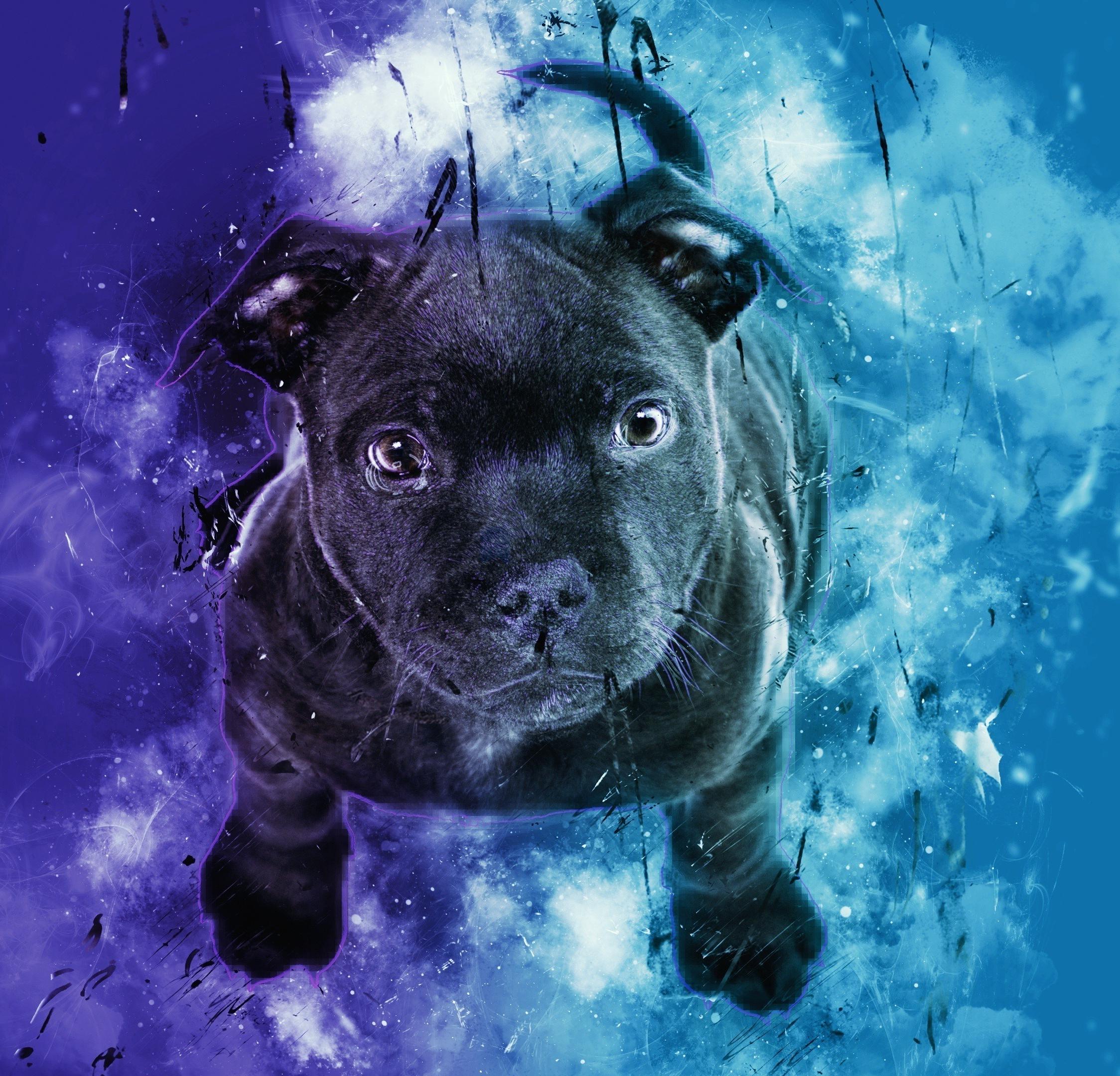 Dog iPad Wallpapers Top Free Dog iPad Backgrounds WallpaperAccess