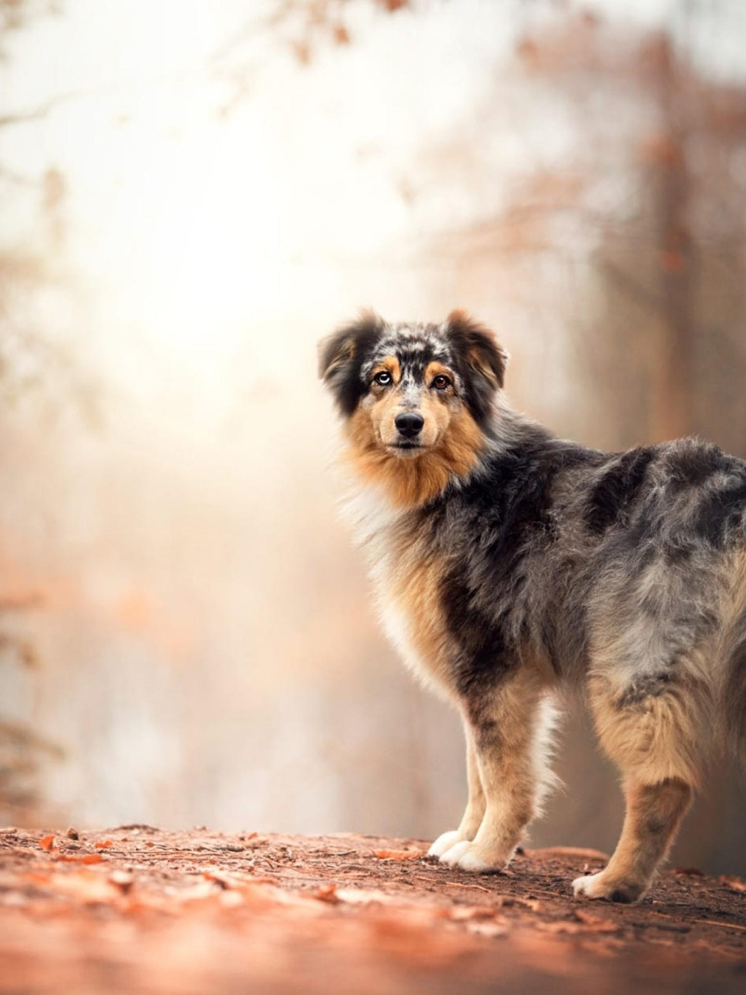 Dog iPad Wallpapers Top Free Dog iPad Backgrounds WallpaperAccess