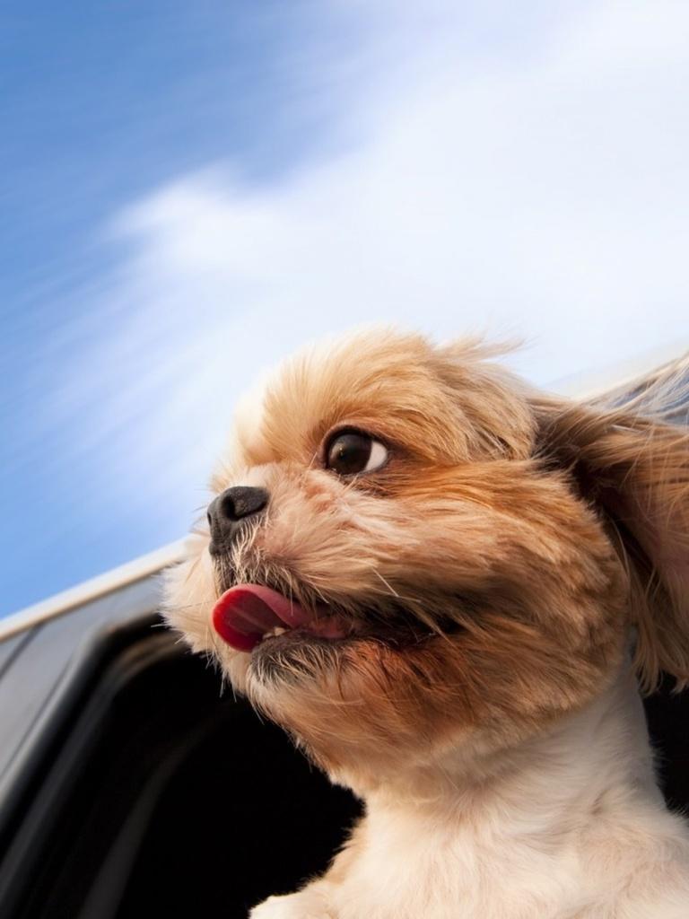 Dog iPad Wallpapers Top Free Dog iPad Backgrounds WallpaperAccess