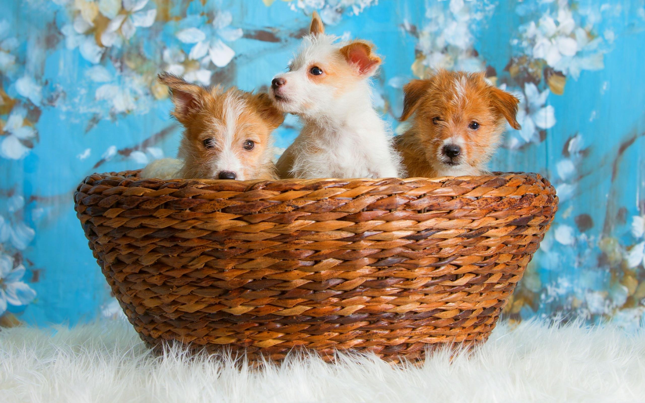 Dog iPad Wallpapers Top Free Dog iPad Backgrounds WallpaperAccess