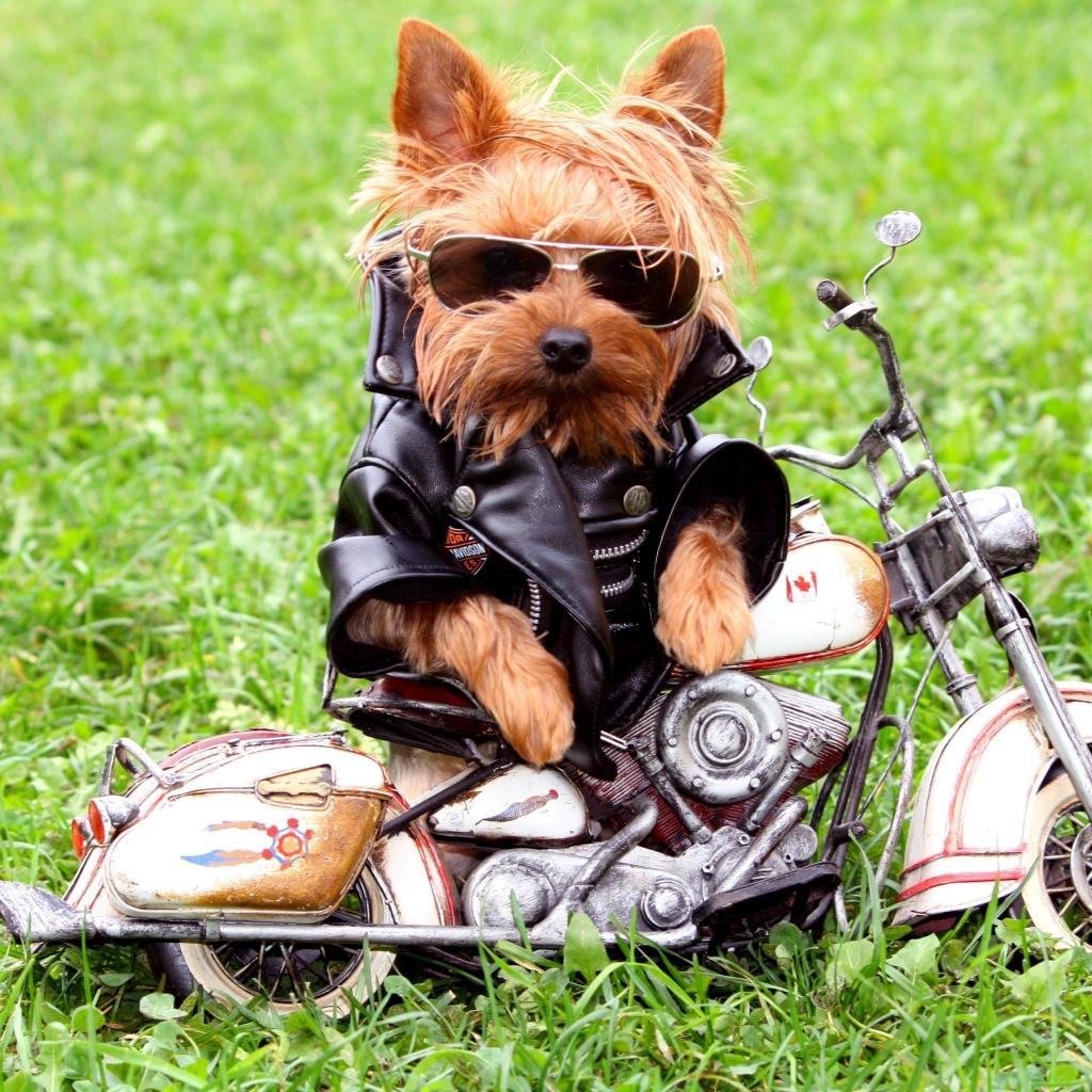 Dog iPad Wallpapers Top Free Dog iPad Backgrounds WallpaperAccess