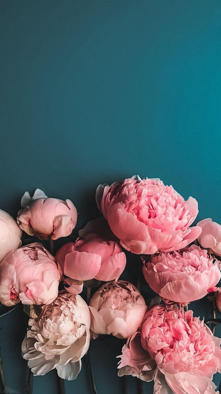 Peonies iPhone Wallpapers Top Free Peonies iPhone Backgrounds