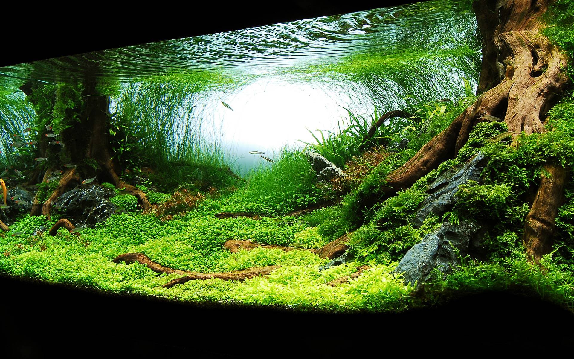 Vivarium Wallpapers Top Free Vivarium Backgrounds WallpaperAccess