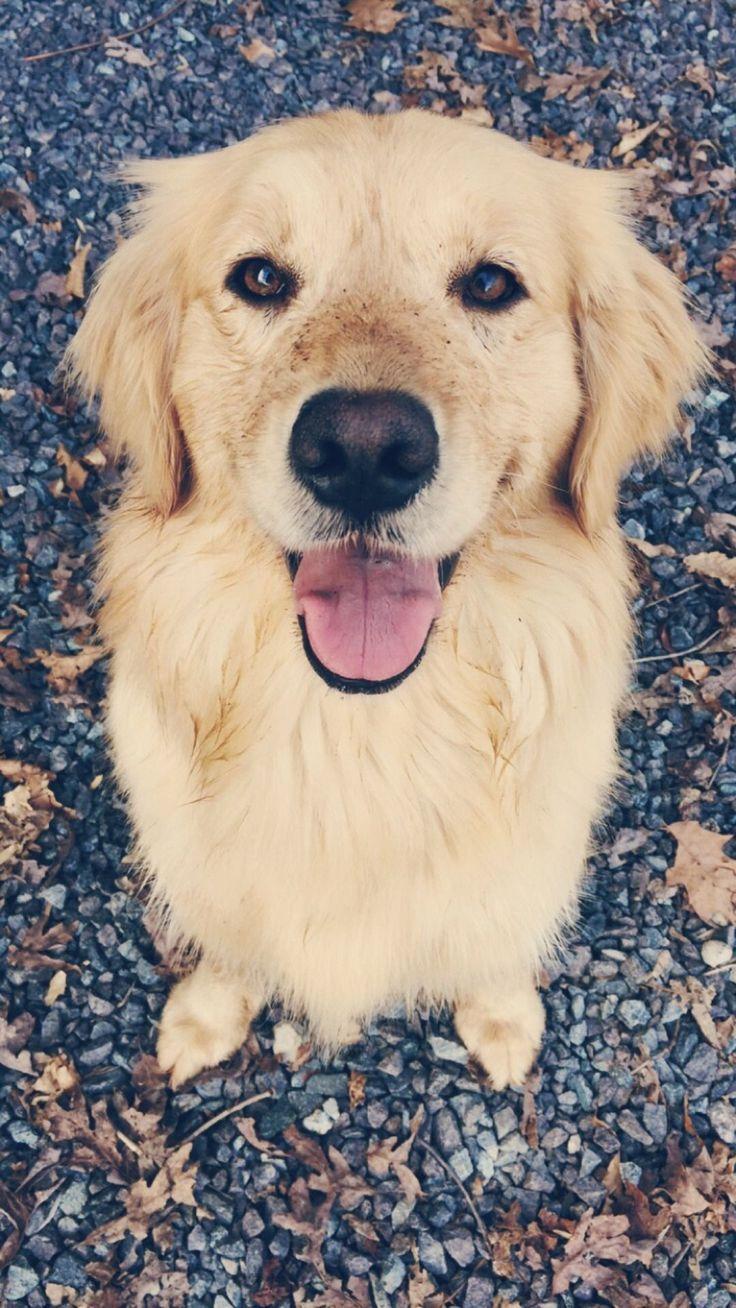 Golden Retriever iPhone Wallpapers Top Free Golden Retriever iPhone
