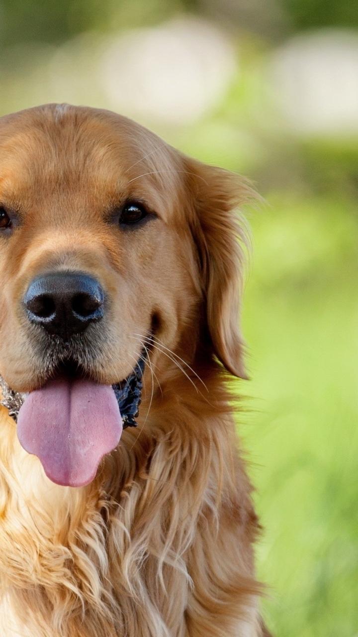 Golden Retriever iPhone Wallpapers Top Free Golden Retriever iPhone