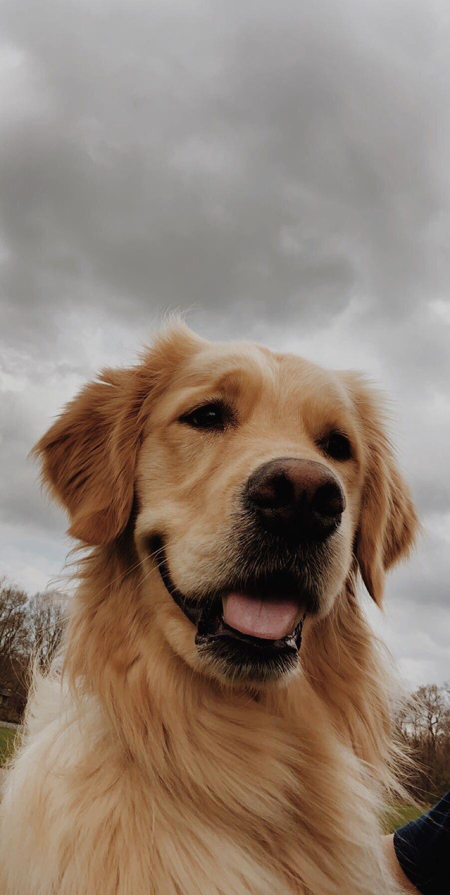 Golden Retriever iPhone Wallpapers Top Free Golden Retriever iPhone