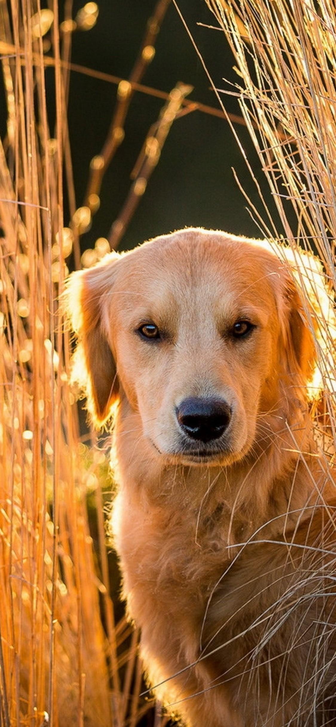 Golden Retriever iPhone Wallpapers Top Free Golden Retriever iPhone