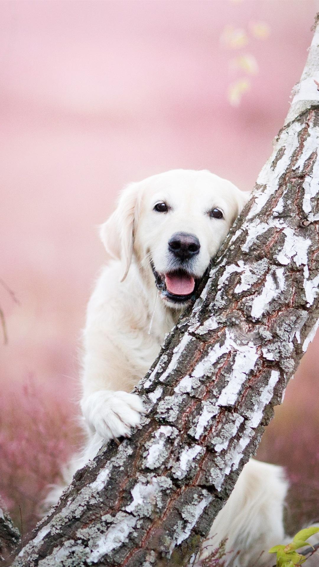 Golden Retriever iPhone Wallpapers Top Free Golden Retriever iPhone