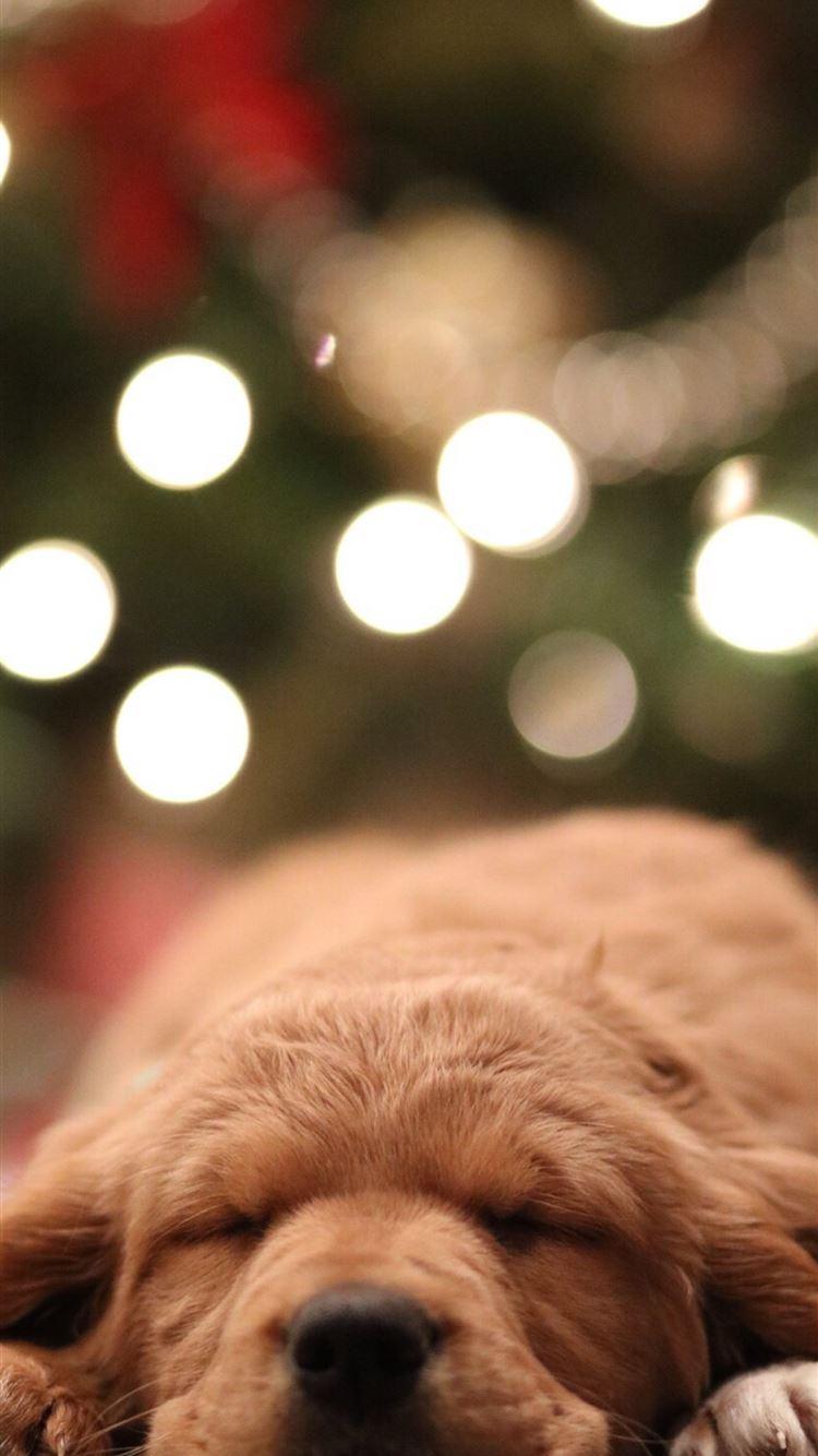 Golden Retriever iPhone Wallpapers Top Free Golden Retriever iPhone