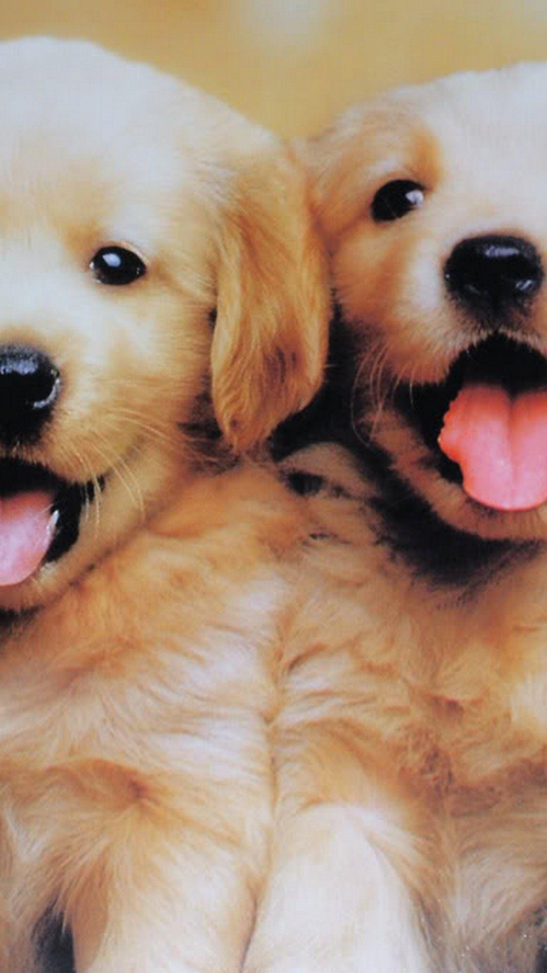 Golden Retriever iPhone Wallpapers Top Free Golden Retriever iPhone