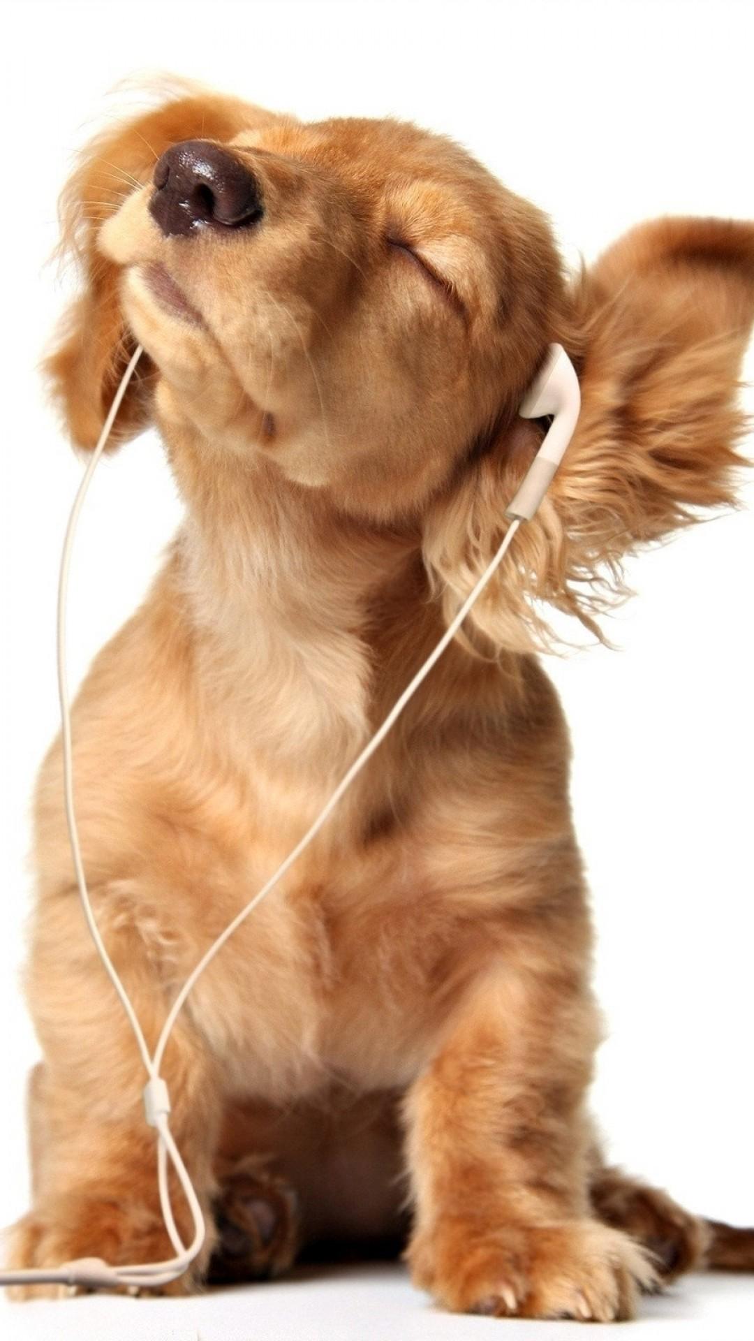 Golden Retriever iPhone Wallpapers Top Free Golden Retriever iPhone