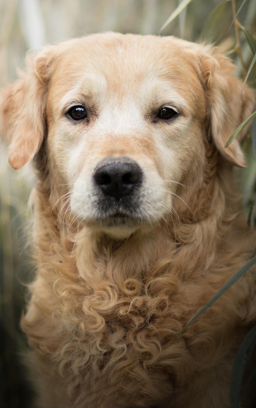 Golden Retriever iPhone Wallpapers Top Free Golden Retriever iPhone