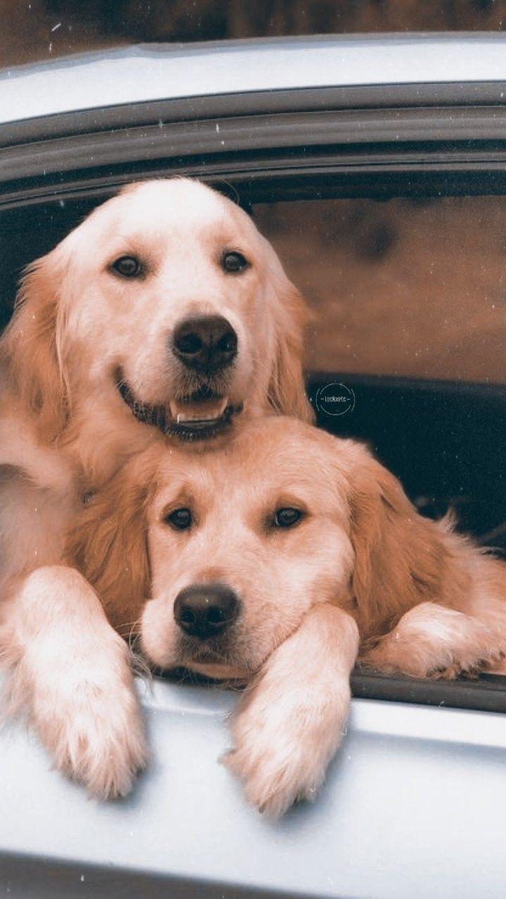 Golden Retriever iPhone Wallpapers Top Free Golden Retriever iPhone
