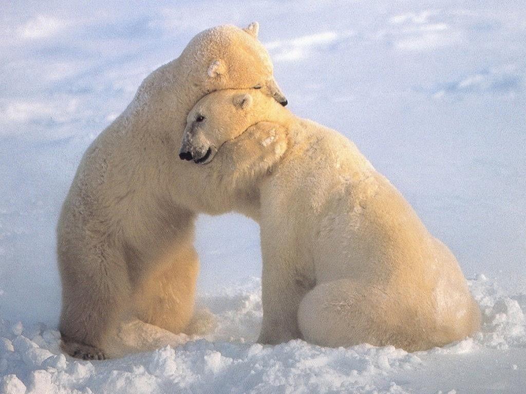 Animal Hug Wallpapers Top Free Animal Hug Backgrounds WallpaperAccess