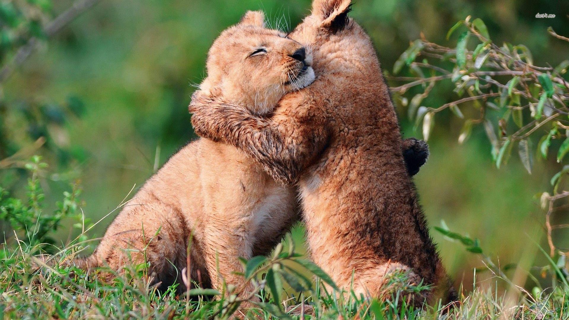 Animal Hug Wallpapers Top Free Animal Hug Backgrounds WallpaperAccess
