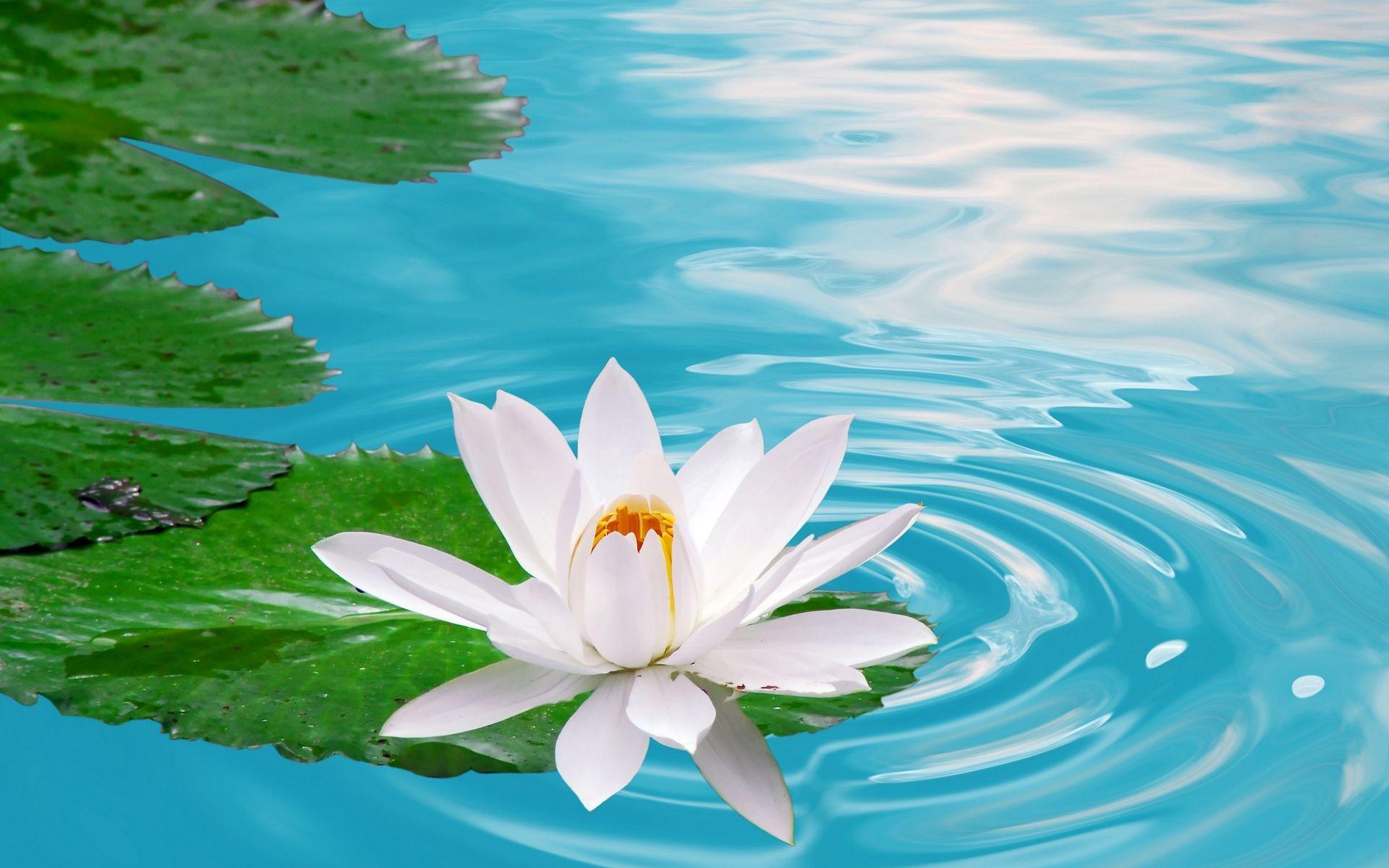 Lotus Flower Wallpapers Top Free Lotus Flower Backgrounds