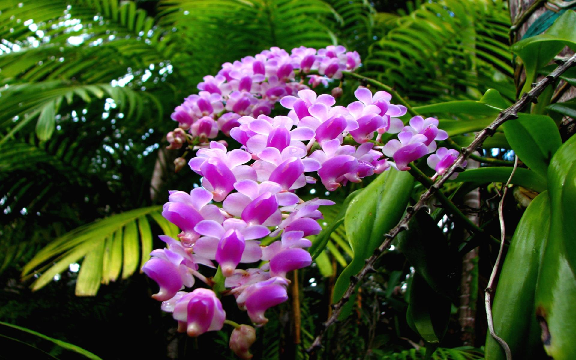 Rainforest Flowers Wallpapers Top Free Rainforest Flowers Backgrounds