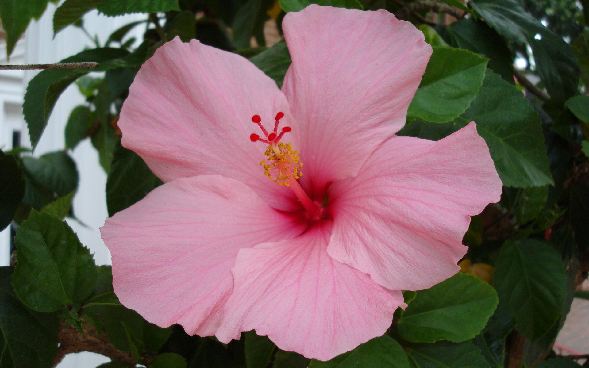 Rainforest Flowers Wallpapers Top Free Rainforest Flowers Backgrounds