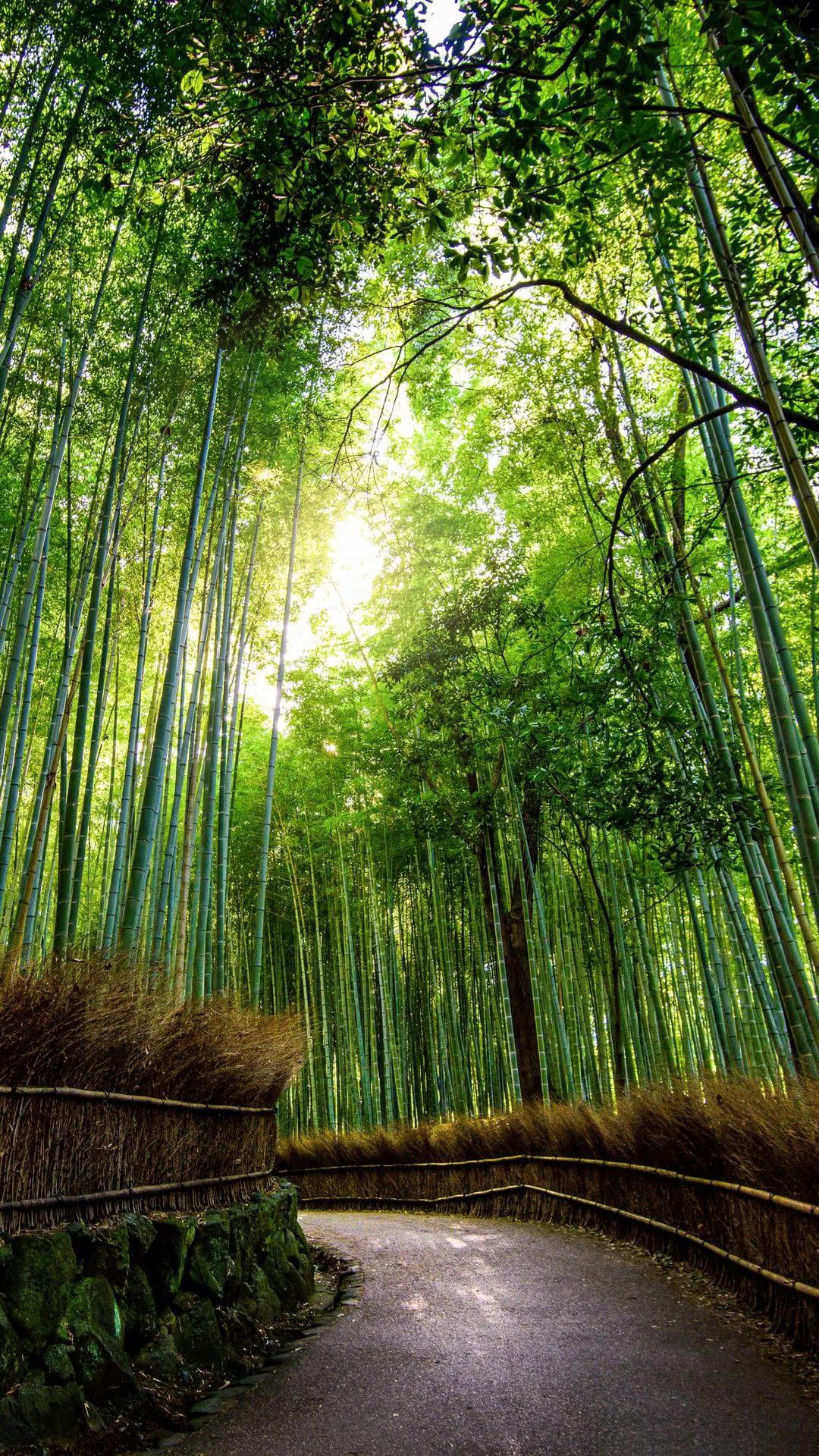 Bamboo Forest iPhone Wallpapers Top Free Bamboo Forest iPhone