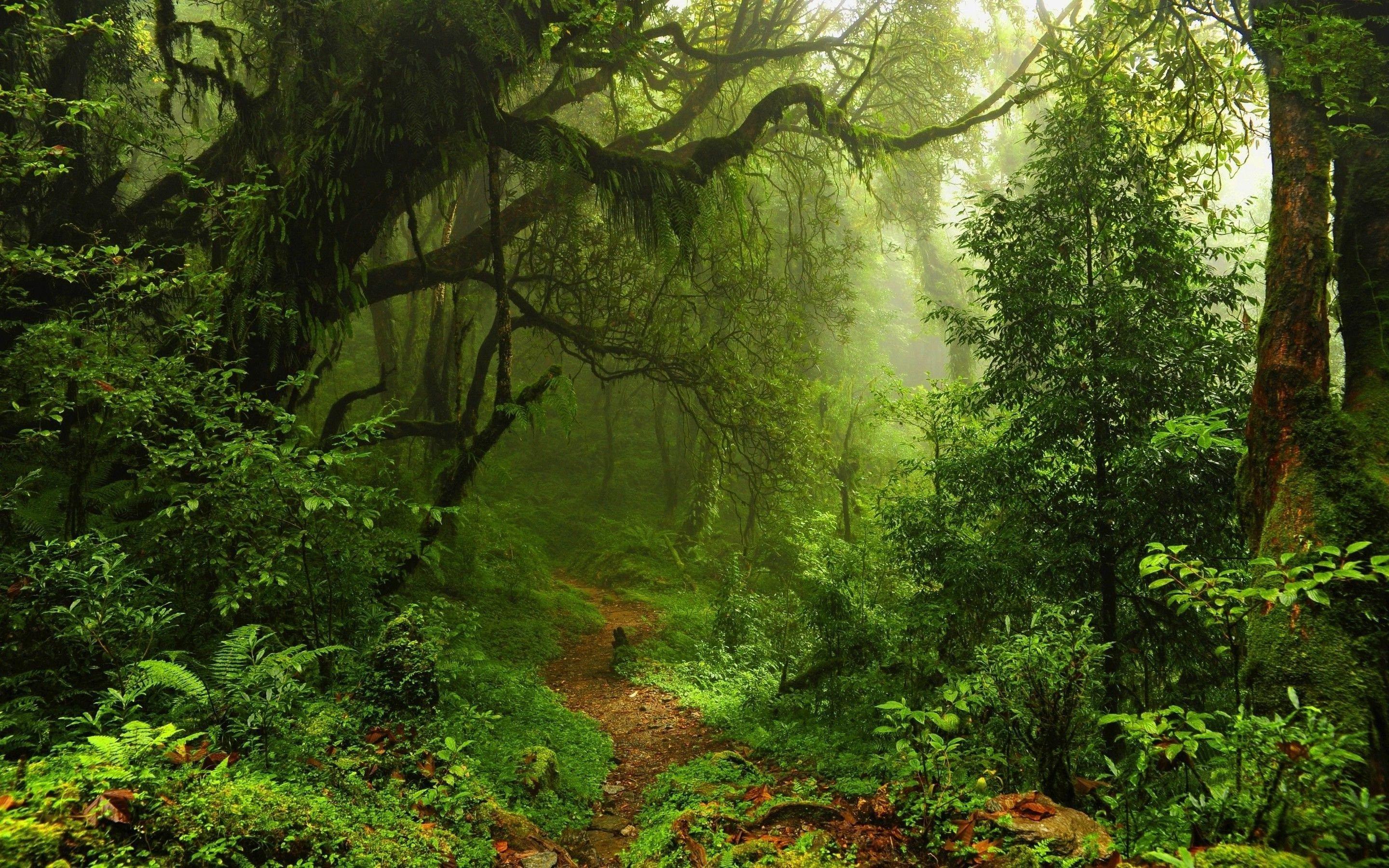 Rainforest 4k Wallpapers Top Free Rainforest 4k Backgrounds