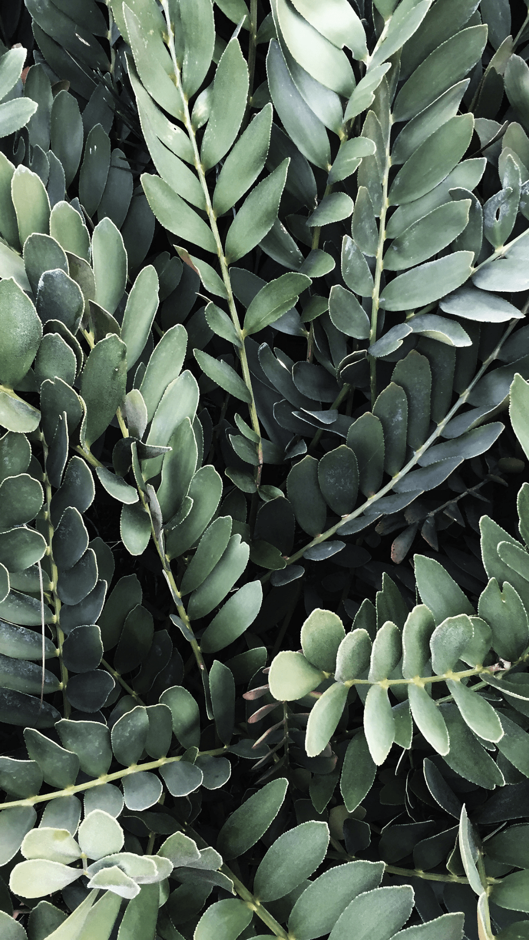 Sage Green Aesthetic Wallpapers Top Free Sage Green Aesthetic