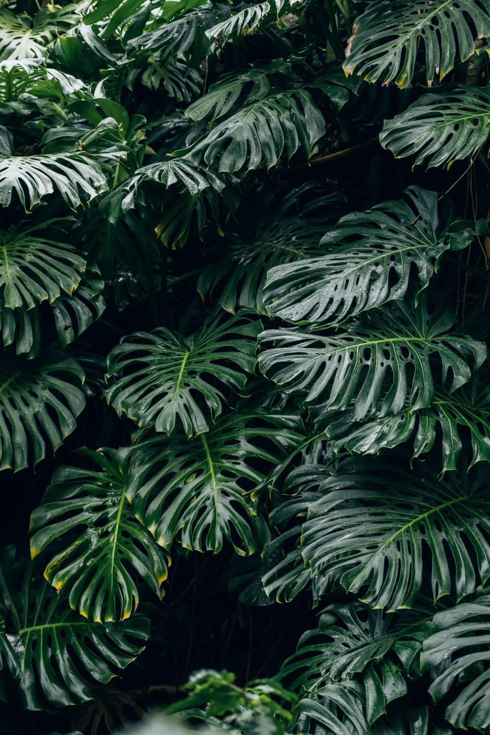 Monstera iPhone Wallpapers Top Free Monstera iPhone Backgrounds