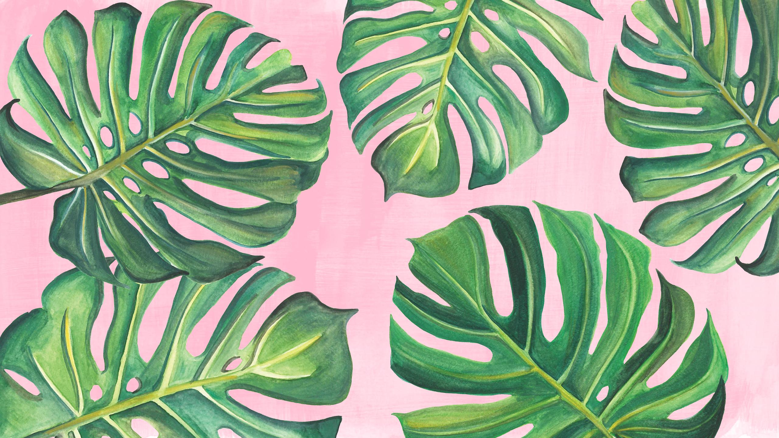 Monstera Desktop Wallpapers Top Free Monstera Desktop Backgrounds