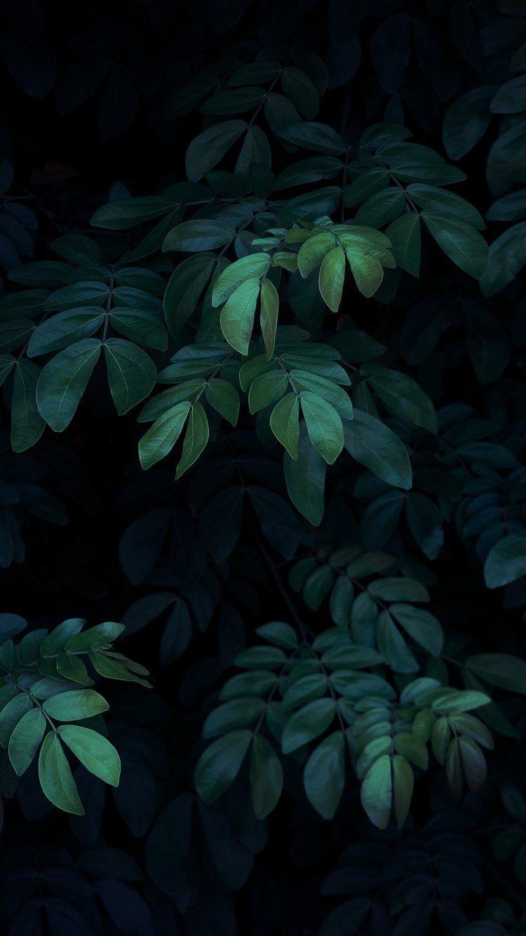 Dark Leaves Aesthetic Wallpapers Top Free Dark Leaves Aesthetic